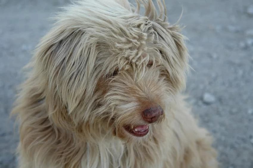 Spencer, male senior Mixed Breed for adoption at Hundehilfe Portugal, Speyer