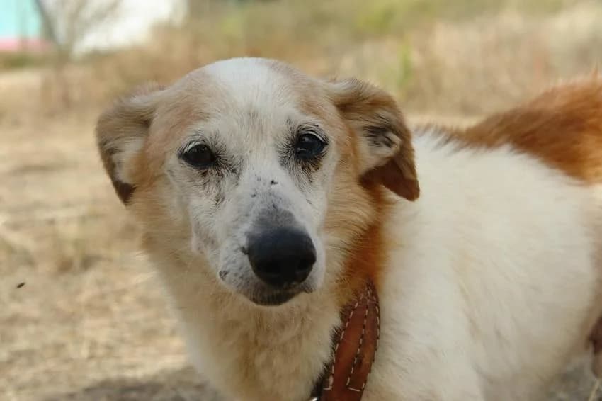 Teddy, male senior Mixed Breed for adoption at Hundehilfe Portugal, Speyer