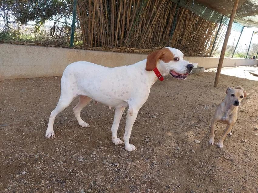 Tessa, female 5yo Pointer for adoption at Hundehilfe Portugal, Speyer