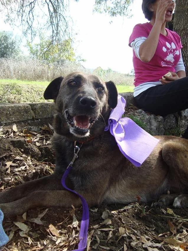 Tita, female senior Mixed Breed for adoption at Hundehilfe Portugal, Speyer