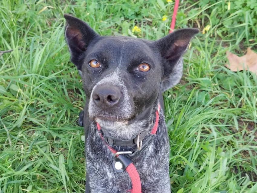 Titânia, female 3yo Mixed Breed for adoption at Hundehilfe Portugal, Speyer