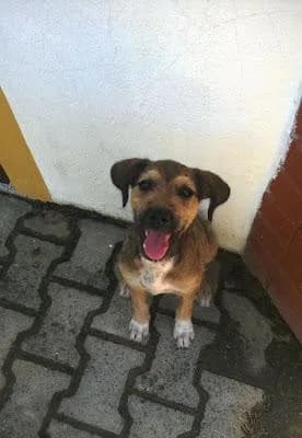 Viviane, female 5yo Mixed Breed for adoption at Hundehilfe Portugal, Speyer