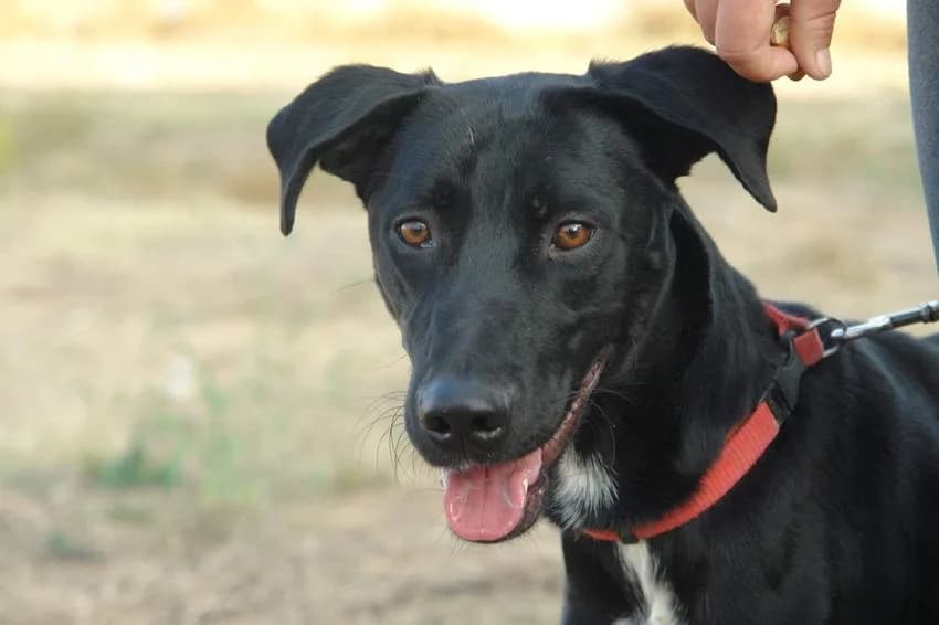 Woody, male young Mixed Breed for adoption at Hundehilfe Portugal, Speyer