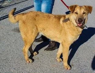 Xico, male 3yo Mixed Breed for adoption at Hundehilfe Portugal, Speyer