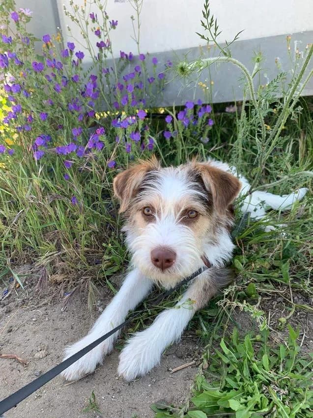 Zoka, male Mixed Breed for adoption at Hundehilfe Portugal, Speyer