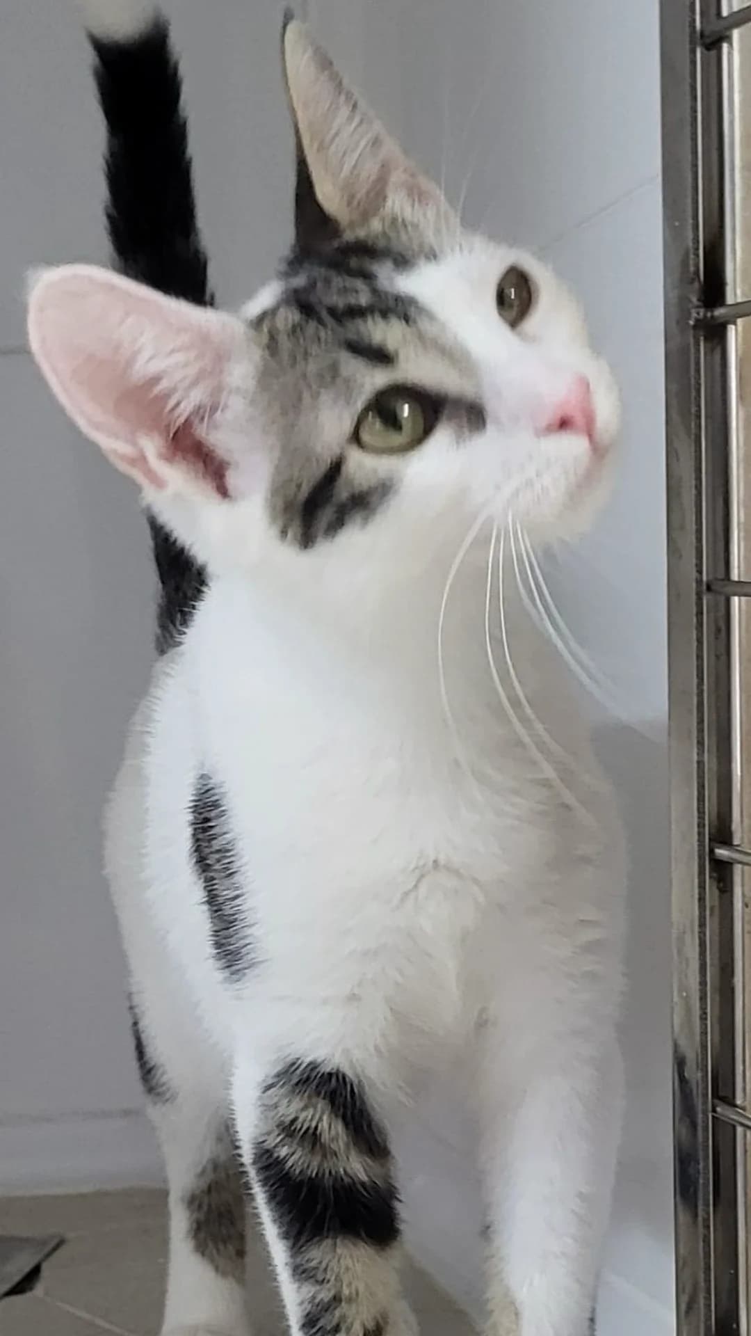 Amelia & Emma, puppy European Shorthair for adoption at Hundehilfe Spanien e.V.