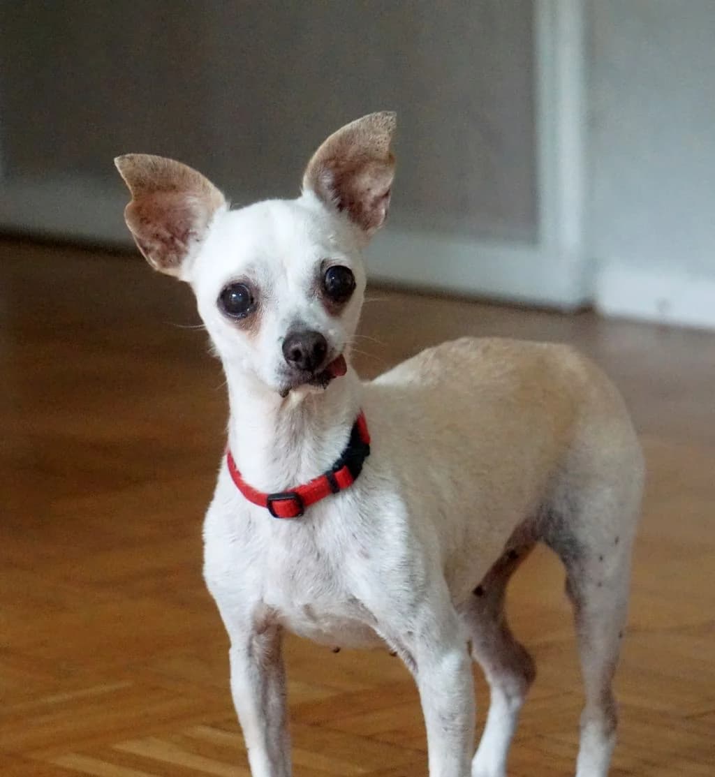 Bella, female senior Chihuahua for adoption at Hundehilfe Spanien e.V.