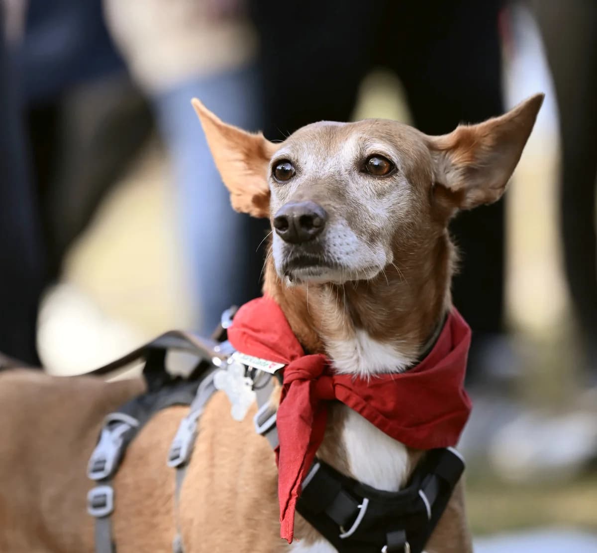 Canela, female senior Podenco for adoption at Hundehilfe Spanien e.V.