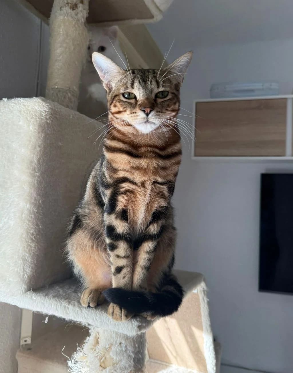 Cheeto, male puppy Mixed Breed for adoption at Hundehilfe Spanien e.V.