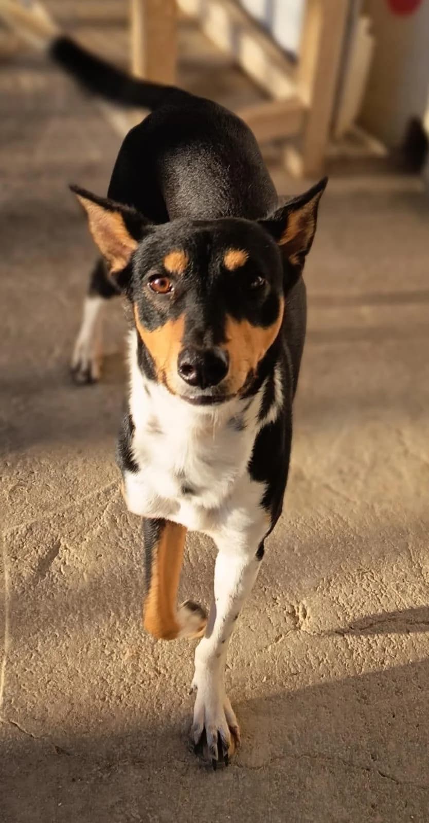 Chubby, male young Mixed Breed for adoption at Hundehilfe Spanien e.V.