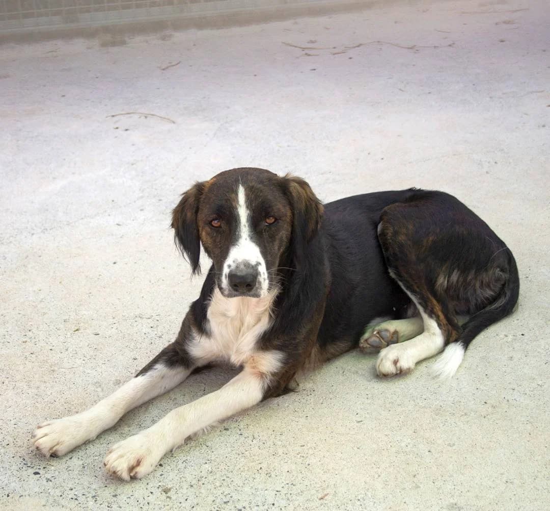 Cubia, female 3yo Mixed Breed for adoption at Hundehilfe Spanien e.V.