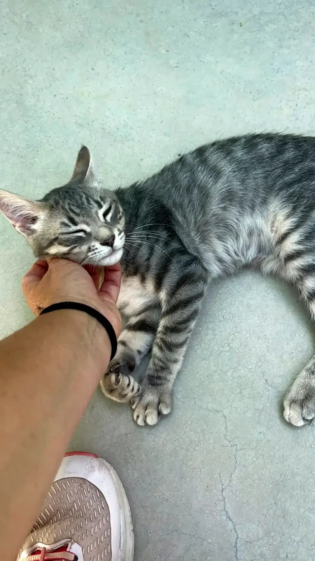 Elvis & Bowie, puppy European Shorthair for adoption at Hundehilfe Spanien e.V.