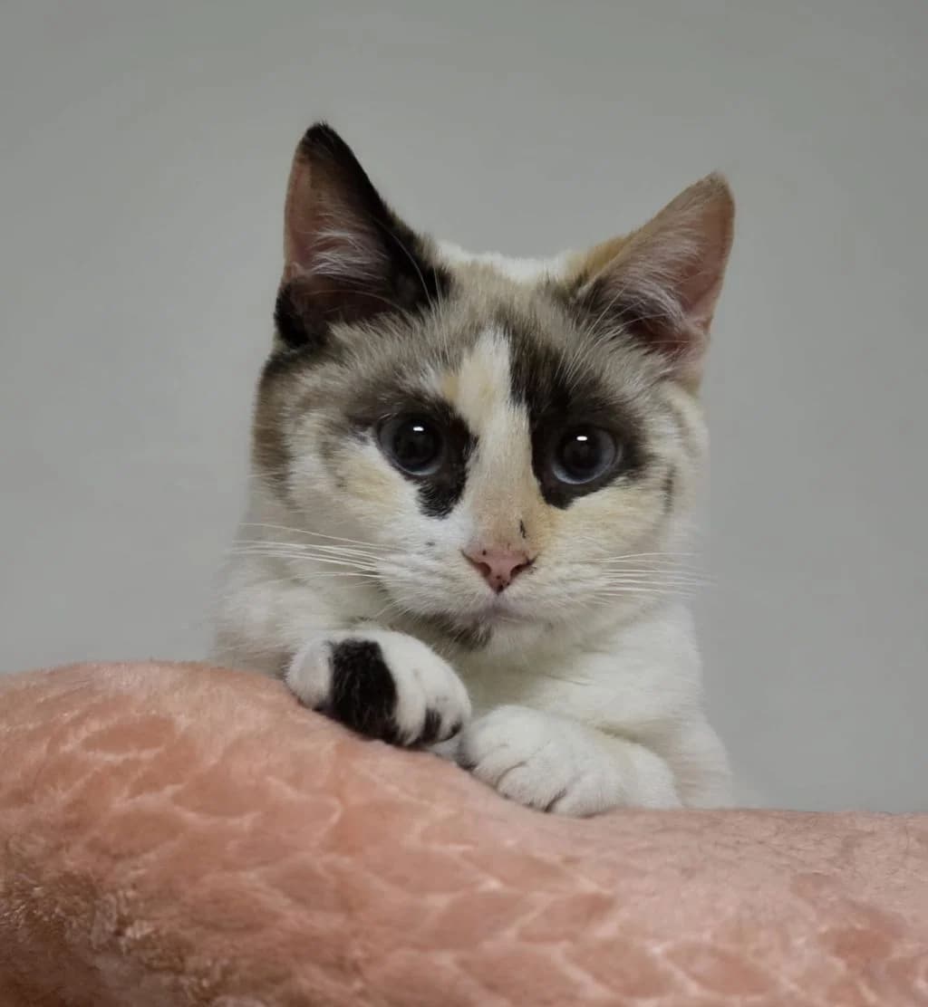 Fiona, male young Mixed Breed for adoption at Hundehilfe Spanien e.V.