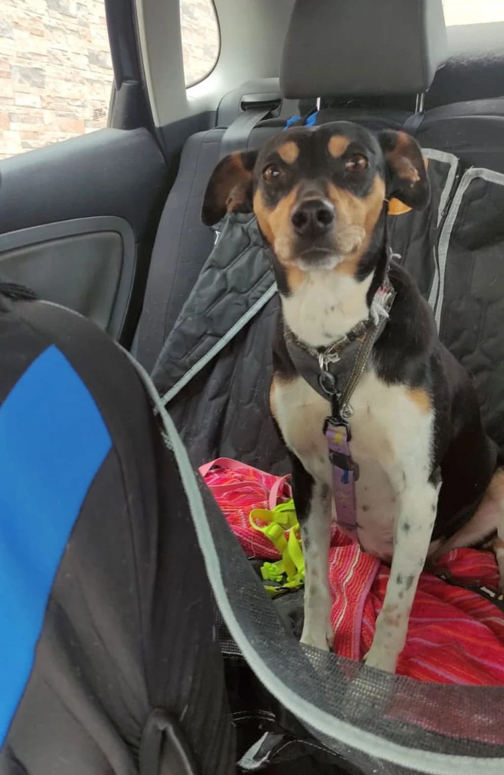 Lady, female 4yo mixed breed for adoption at Hundehilfe Spanien e.V.