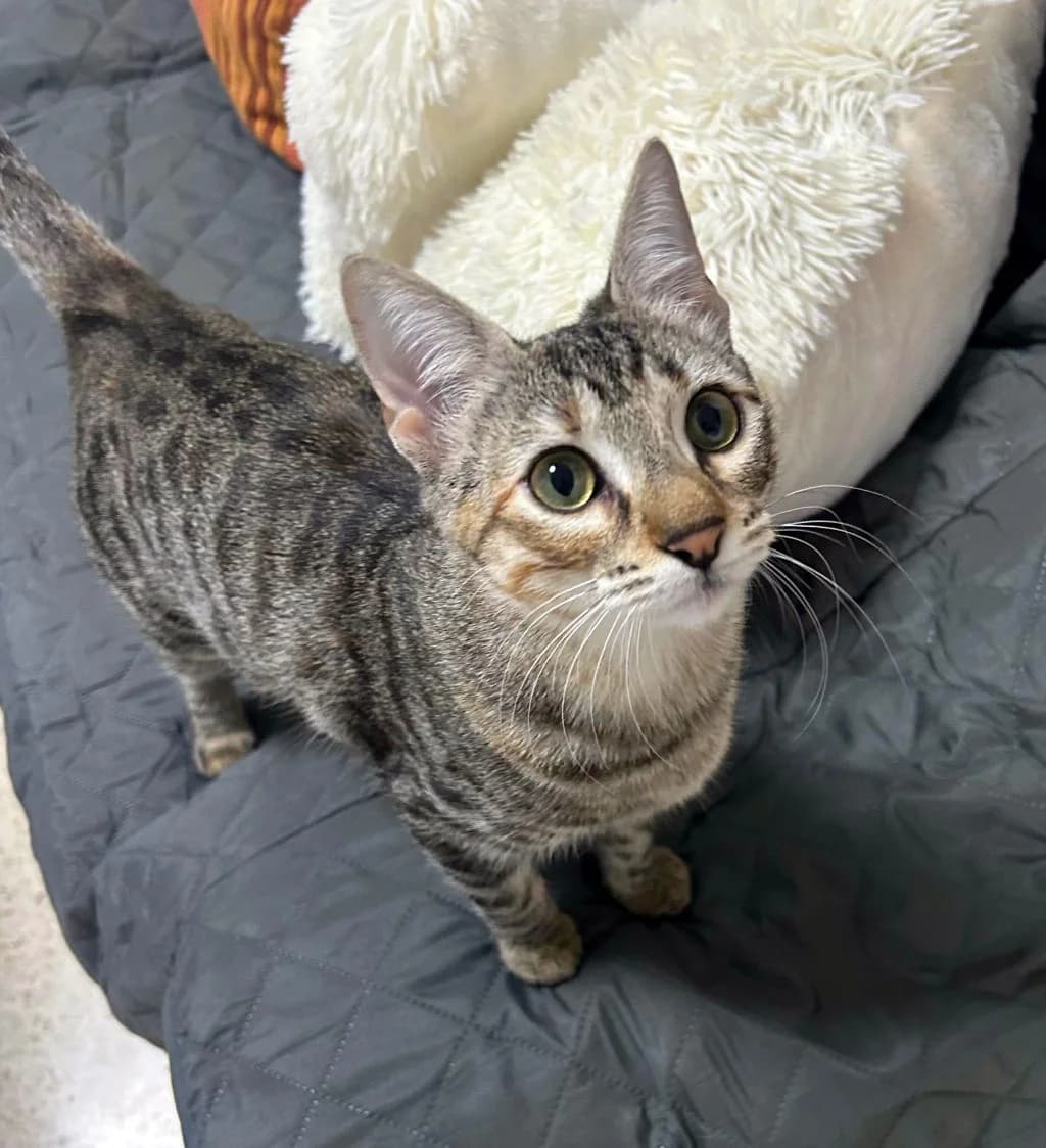 Lia, young Mixed Breed for adoption at Hundehilfe Spanien e.V.