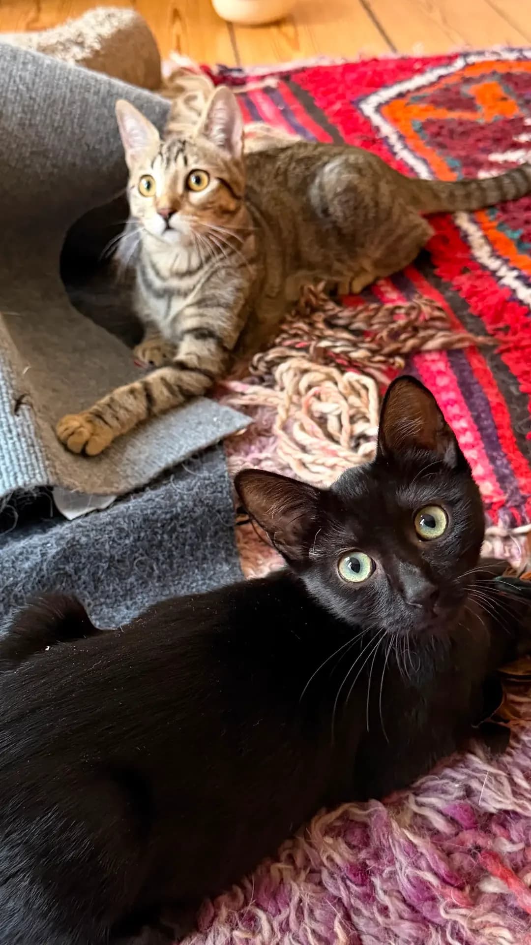 Mona & Loki, puppy European Shorthair for adoption at Hundehilfe Spanien e.V.