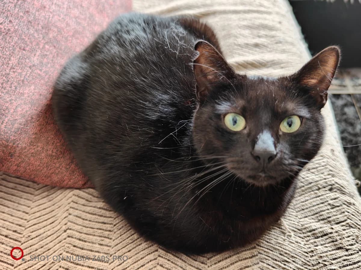 Negrita und Nicolas, schwarz young Mixed Breed for adoption at Hundehilfe Spanien e.V.