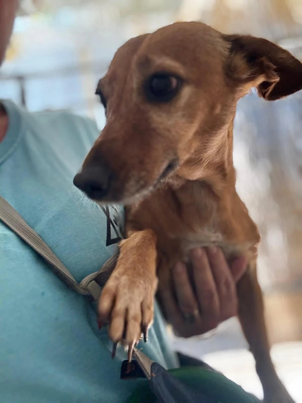 Nela, female Podenco for adoption at Hundehilfe Spanien e.V.