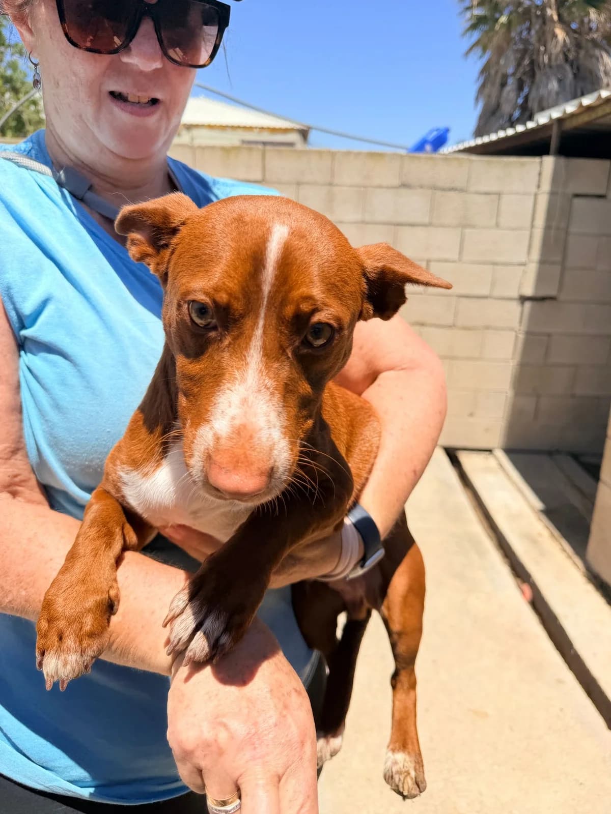 Rosendo, male young Podenco for adoption at Hundehilfe Spanien e.V.