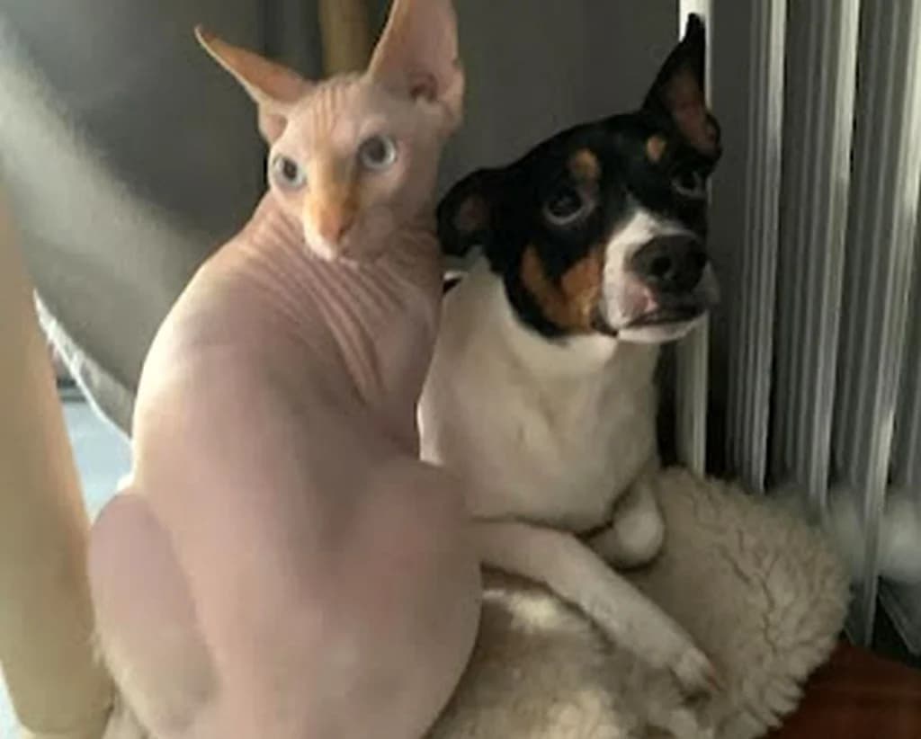 Roy, male senior mixed breed for adoption at Hundehilfe Spanien e.V.