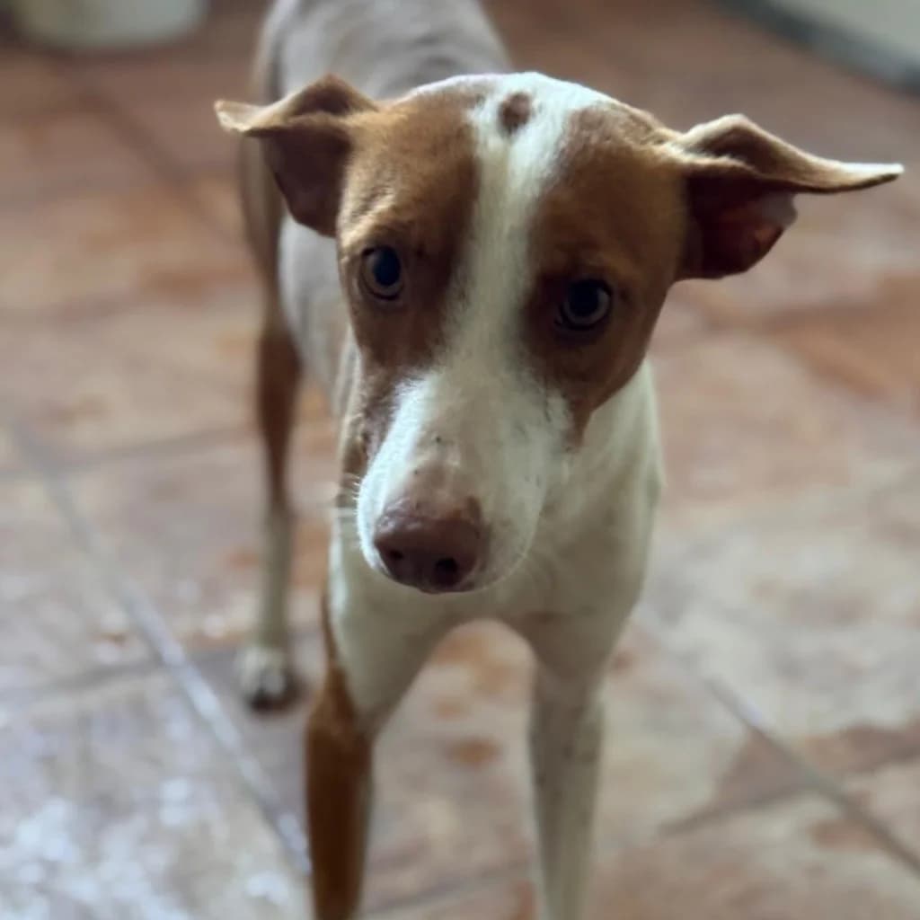 Simon, male young Podenco for adoption at Hundehilfe Spanien e.V.