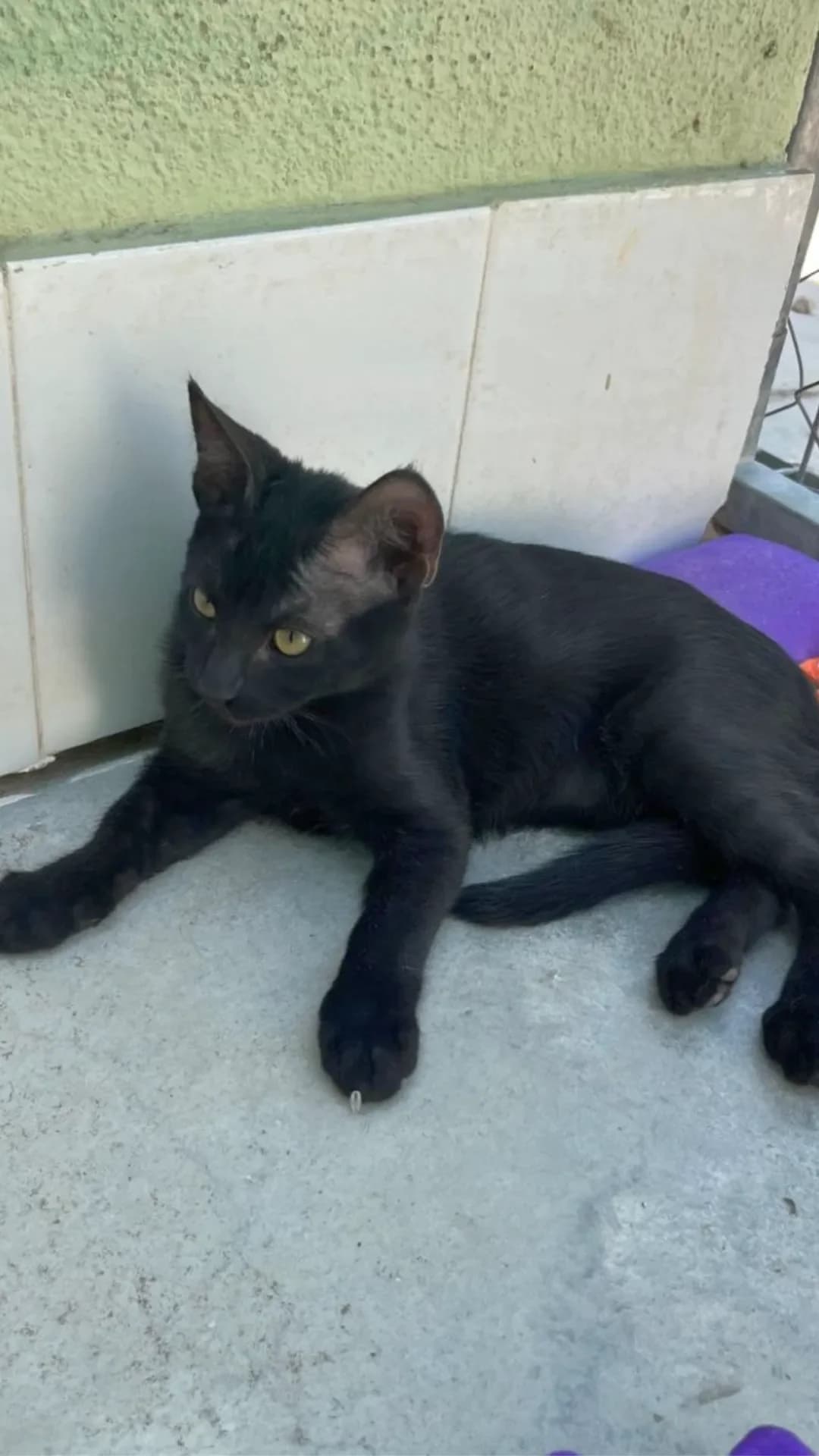 Tiger & Fredy, puppy European Shorthair for adoption at Hundehilfe Spanien e.V.