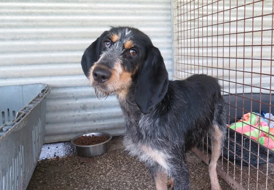 Tinkerbell, female 5yo Mixed Breed for adoption at Hundehilfe Spanien e.V.