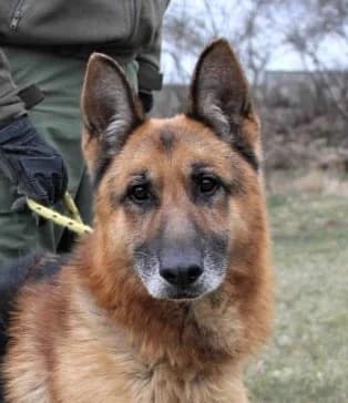 Baltazar, male senior German Shepherd for adoption at Hundehilfe über Grenzen e.V.