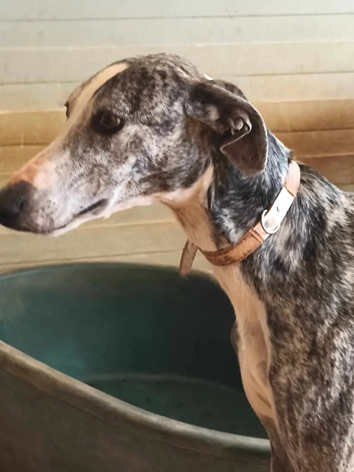 Chique, male young Galgo Español for adoption at Hundehilfe über Grenzen e.V.
