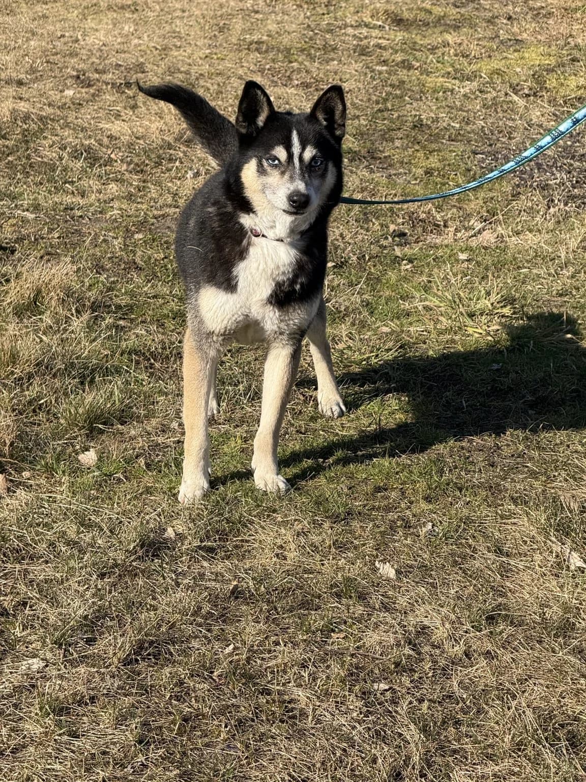 Czarek, male Husky for adoption at Hundehilfe über Grenzen e.V.