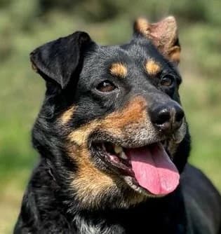 Edi, male senior Mixed Breed for adoption at Hundehilfe über Grenzen e.V.
