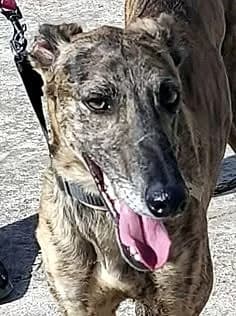 Francisco - bald in Deutschland, Galgo Español for adoption at Hundehilfe über Grenzen e.V.