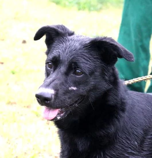 Goya, female Mixed Breed for adoption at Hundehilfe über Grenzen e.V.