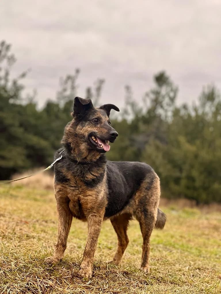 Inka, female Mixed Breed for adoption at Hundehilfe über Grenzen e.V.