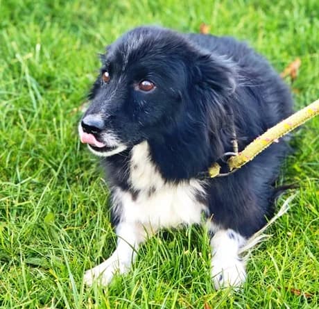 Karolek, male 3yo Mixed Breed for adoption at Hundehilfe über Grenzen e.V.