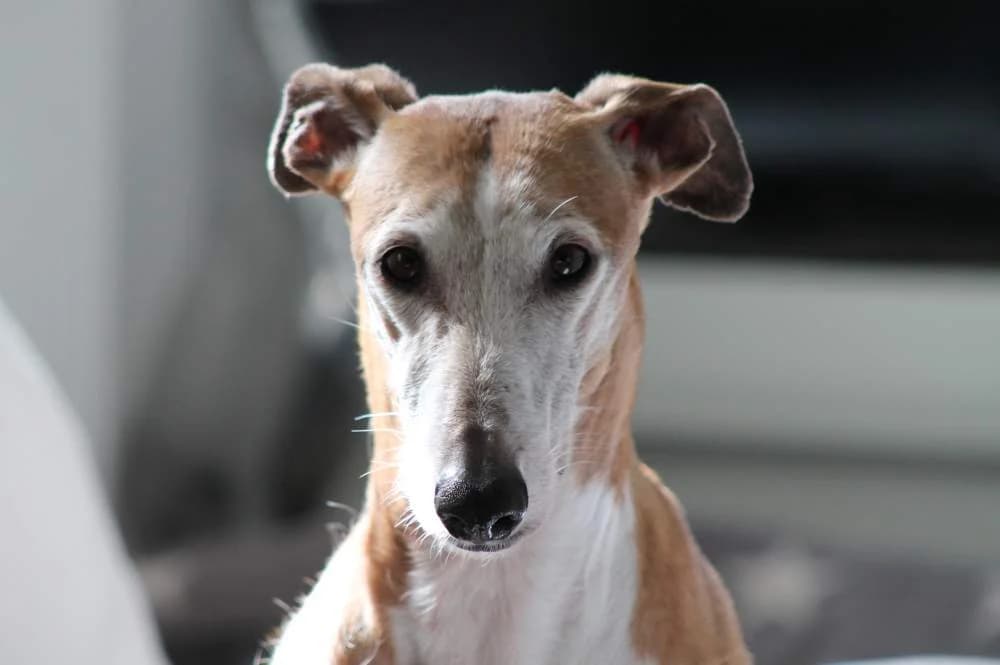 Nerea, female puppy Galgo Español for adoption at Hundehilfe über Grenzen e.V.