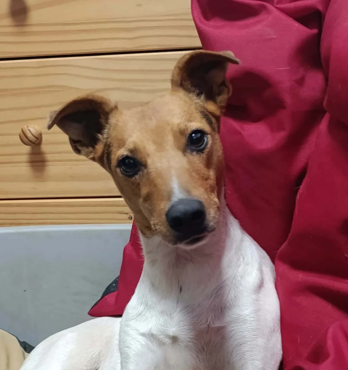 Ninni, female Mixed Breed for adoption at Hundehilfe über Grenzen e.V.