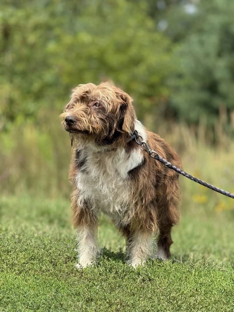 Oczko, male senior Mixed Breed for adoption at Hundehilfe über Grenzen e.V.