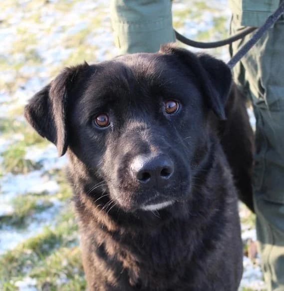 Paddy, male 5yo Mixed Breed for adoption at Hundehilfe über Grenzen e.V.