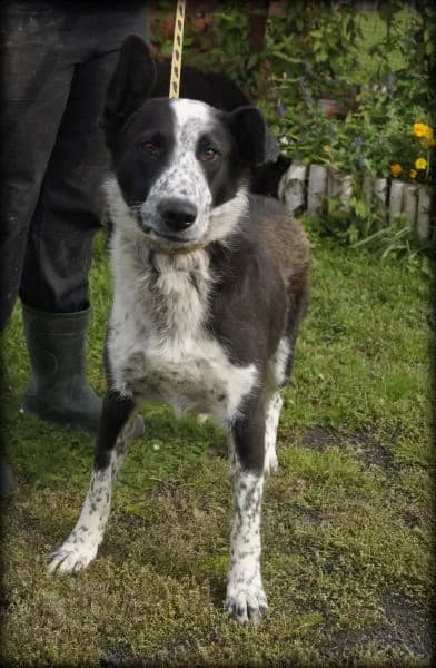Panda, female 4yo Mixed Breed for adoption at Hundehilfe über Grenzen e.V.