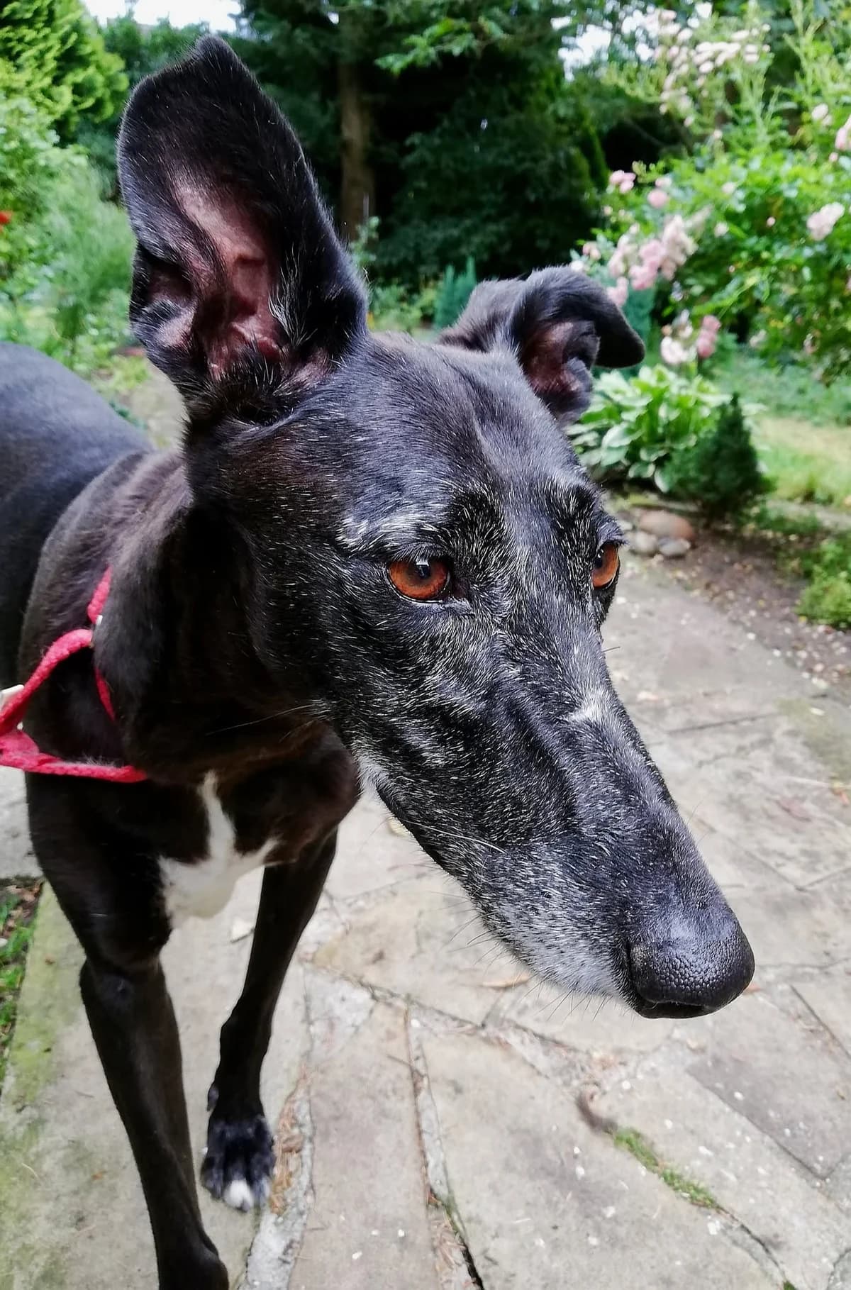 Primavera, female young Galgo Español for adoption at Hundehilfe über Grenzen e.V.