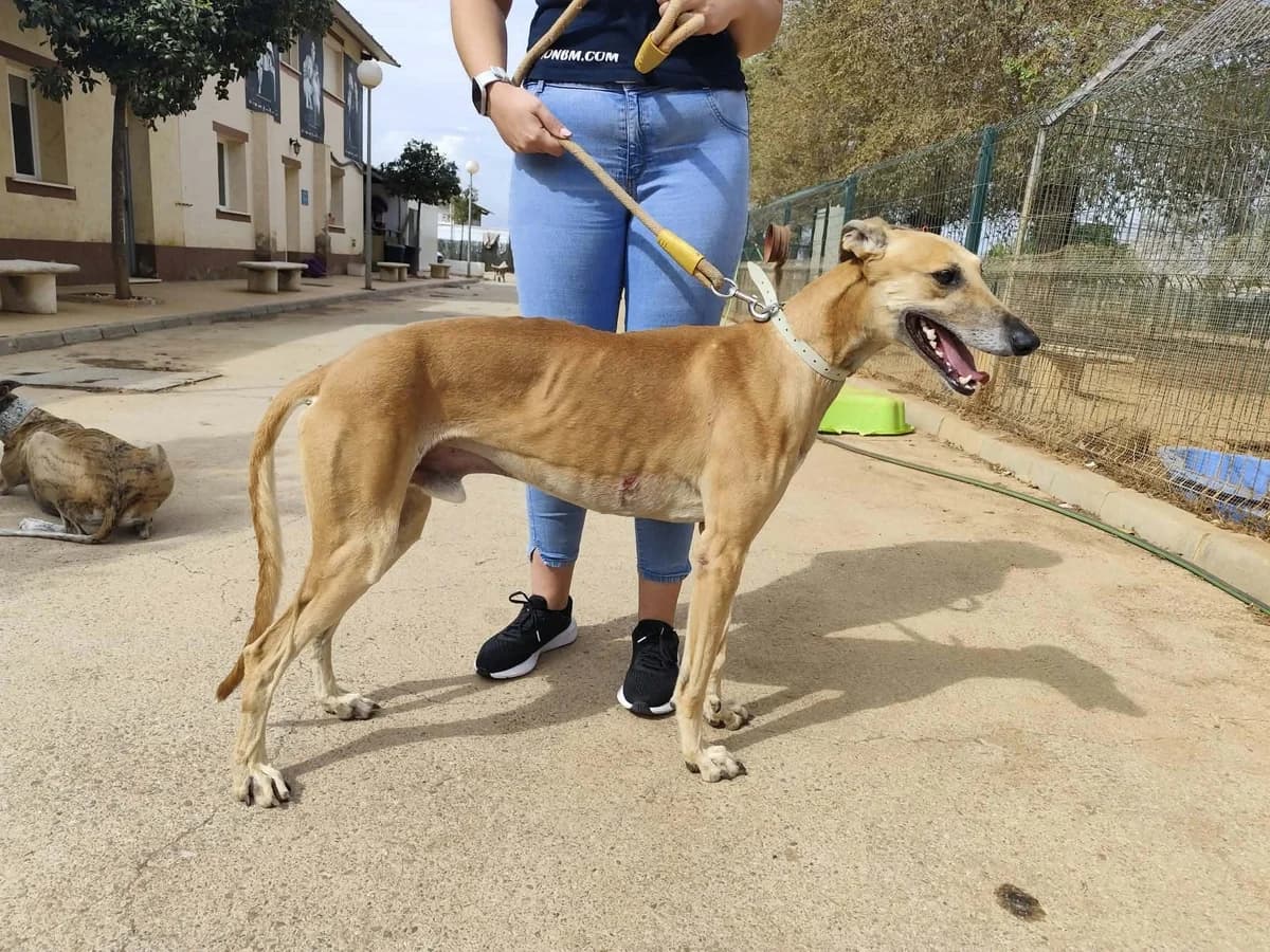 Roar, male Galgo Español for adoption at Hundehilfe über Grenzen e.V.