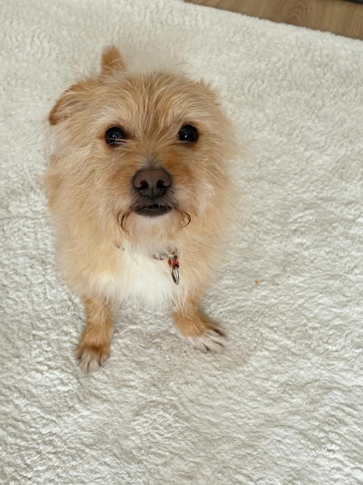 Clea, female Havanese for adoption at Hundehoffnung-Berlin