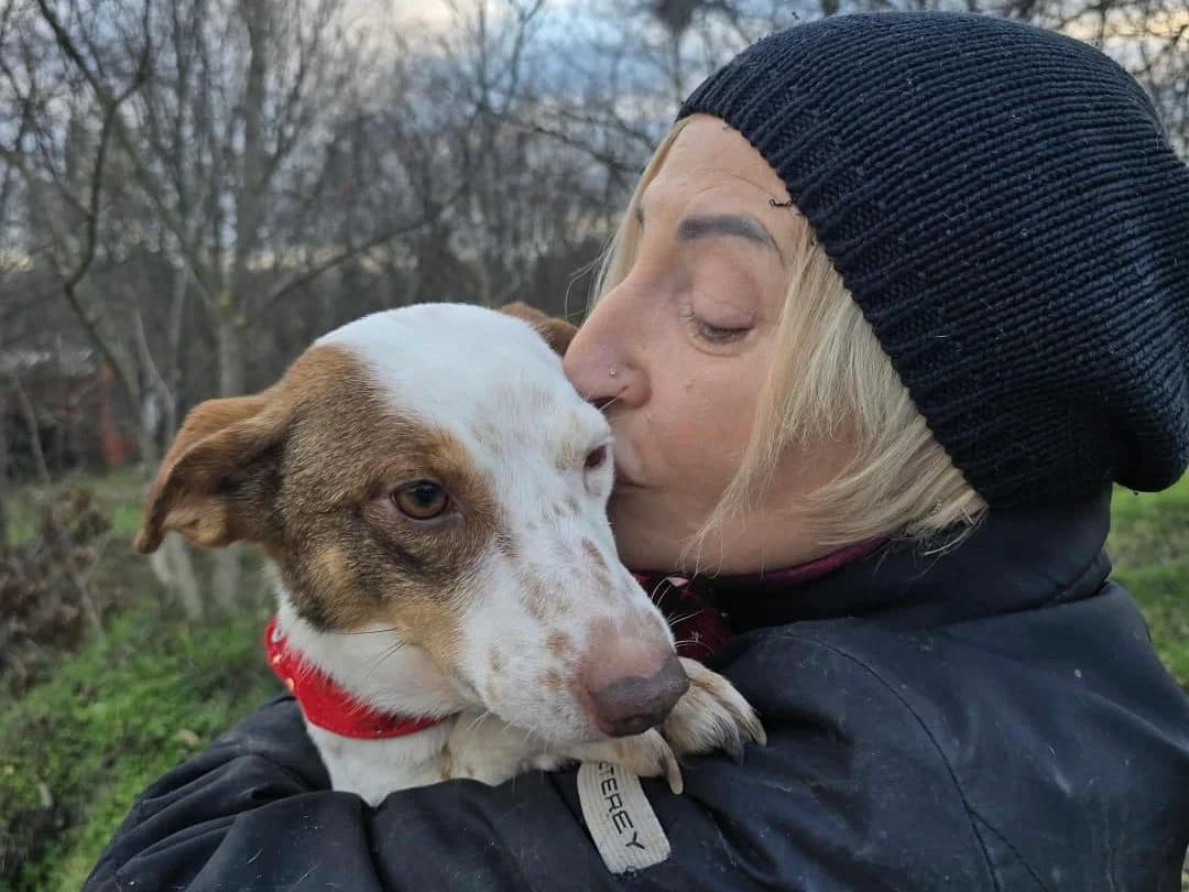 Malcom, male Labrador Retriever for adoption at Hundehoffnung-Berlin