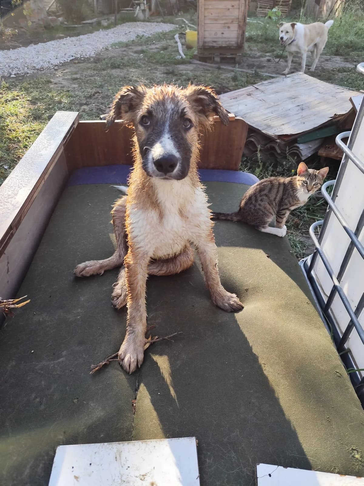 Coco, male puppy Mixed Breed for adoption at Hundehoffnung-Berlin