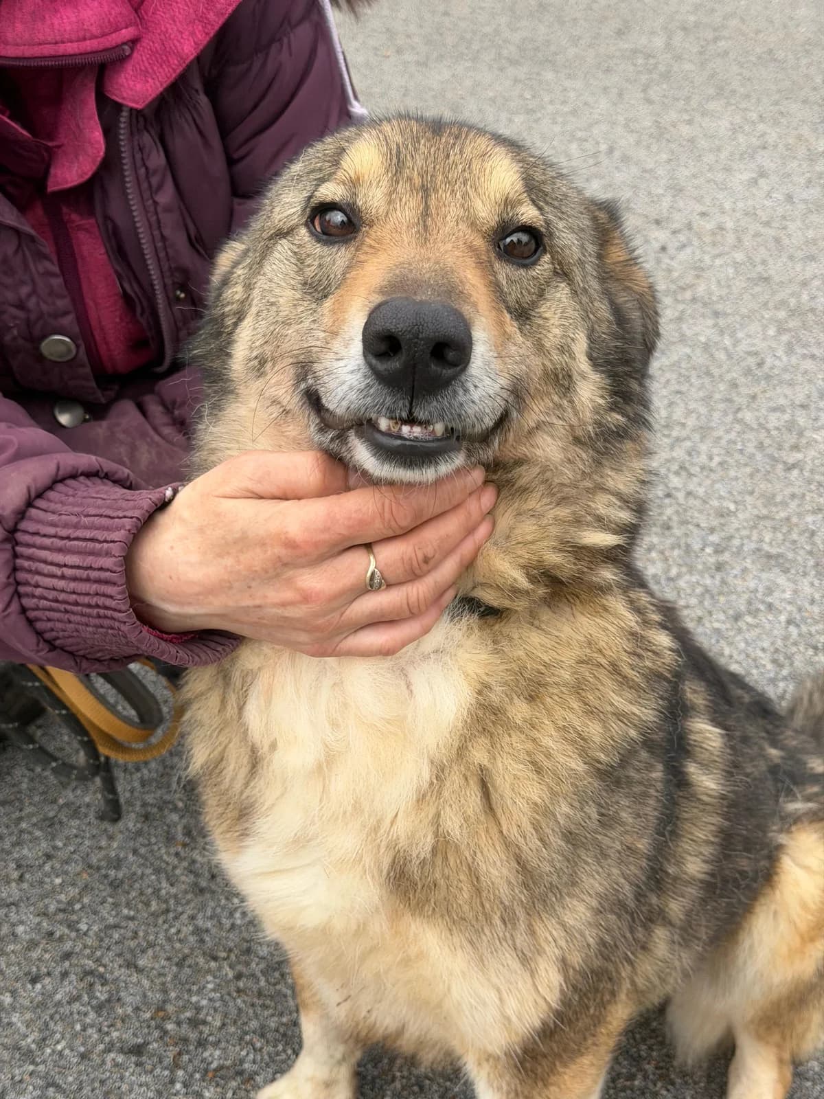 Valentin, male senior Shar Pei for adoption at Hundehoffnung-Berlin