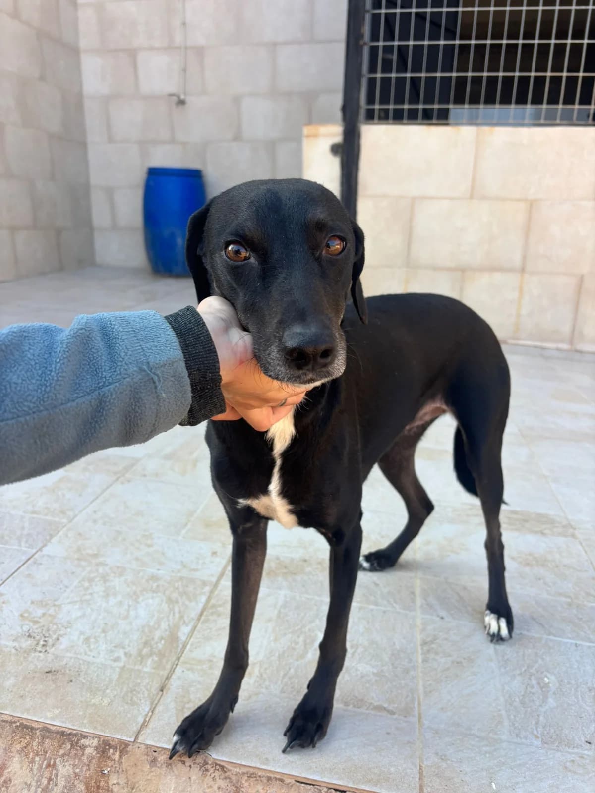 Corazón, female senior Labrador Retriever for adoption at Hundehoffnung-Berlin