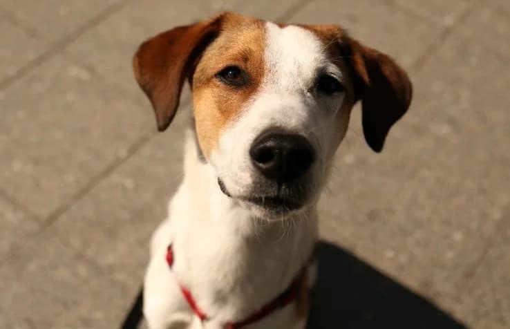 Corazón, female young Mixed Breed for adoption at Hundehoffnung-Berlin