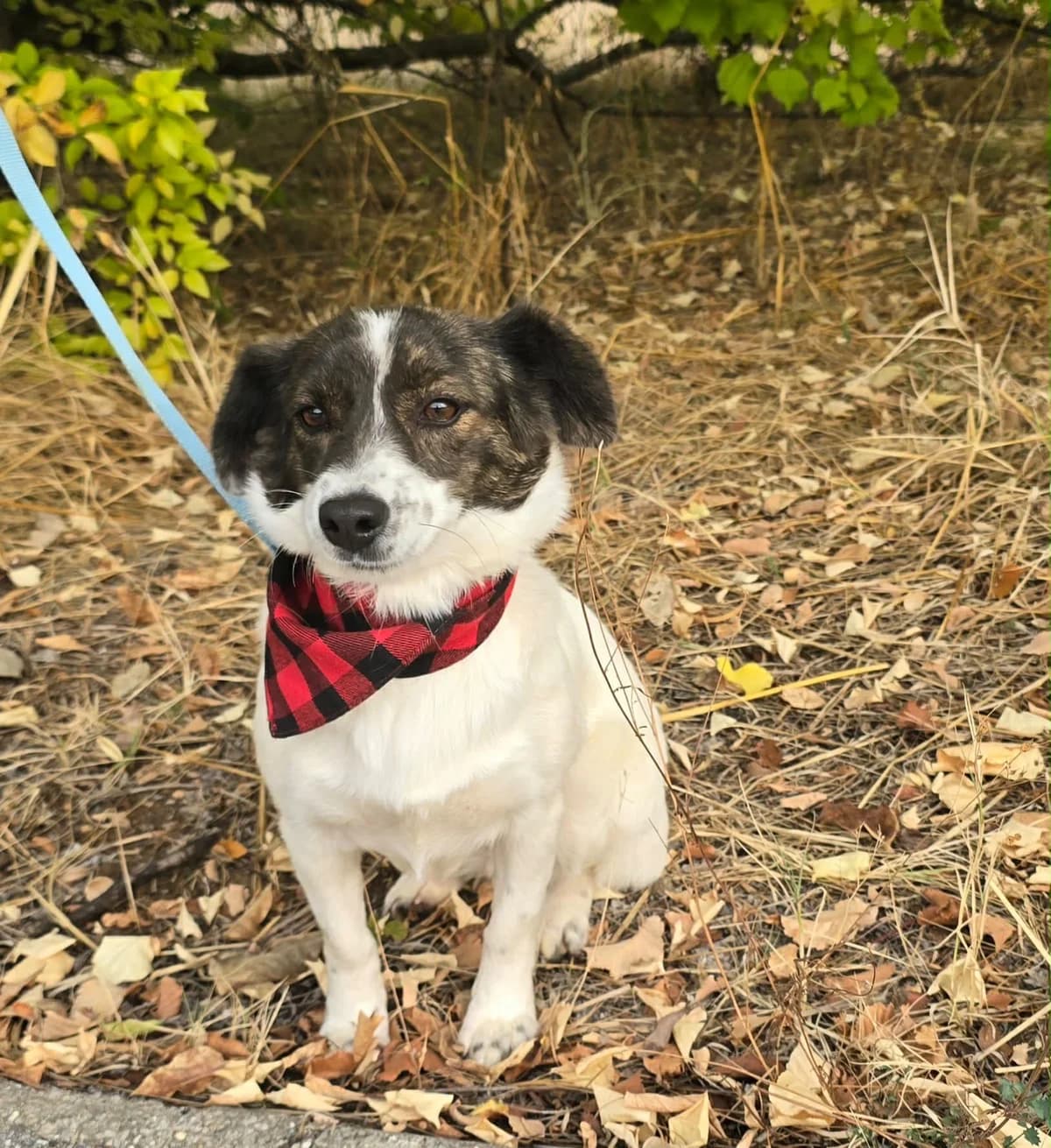 Gina, female senior Mixed Breed for adoption at Hundehoffnung-Berlin