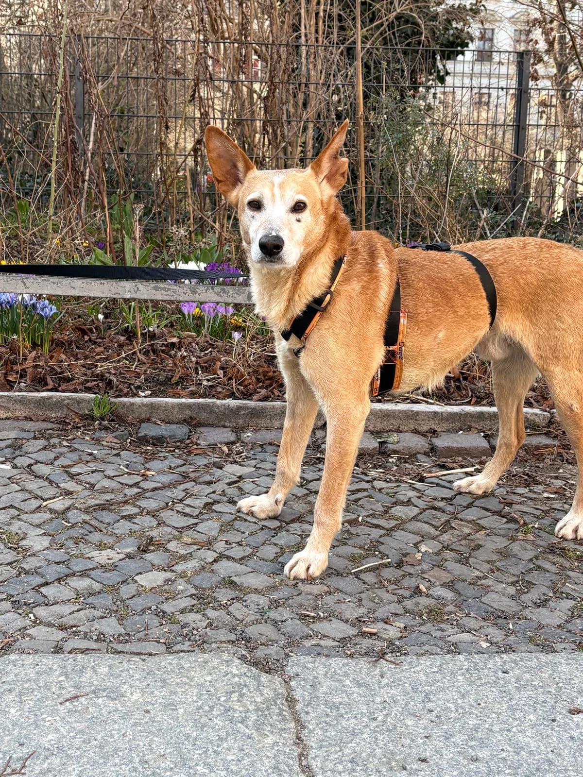 Joe Angel, male Podenco for adoption at Hundehoffnung-Berlin